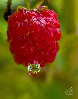 Himbeere mit Wassertropfen  -August14-