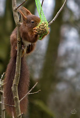 Eichhörnchen auf Nahrungssuche  -Februar15-