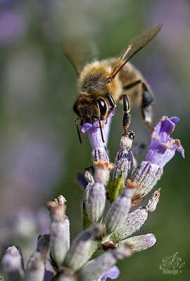 Biene an Lavendel  -Juli14-