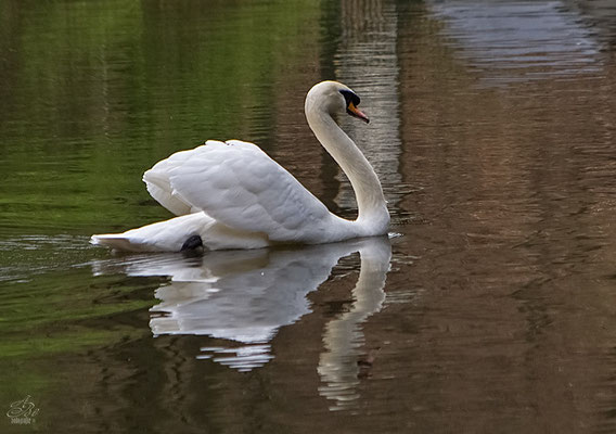 Der *einsame* Schwan im Hülsenbecker Tal  -April14-