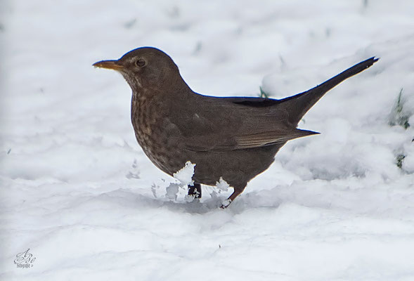 Amsel im Schnee  -Februar15-