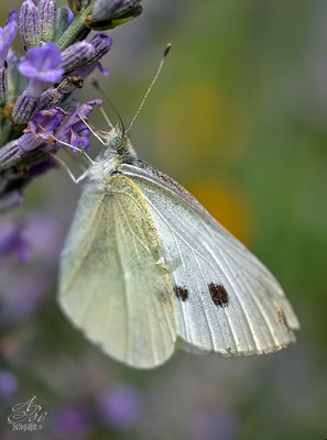 Kohlweissling an Lavendel  -Juli14-