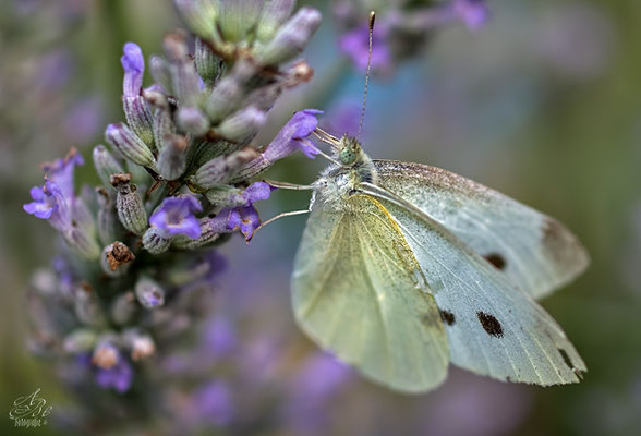 Kohlweissling  an Lavendel  -Juli14-