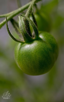 Tomaten -noch sind sie grün-  Juni14-