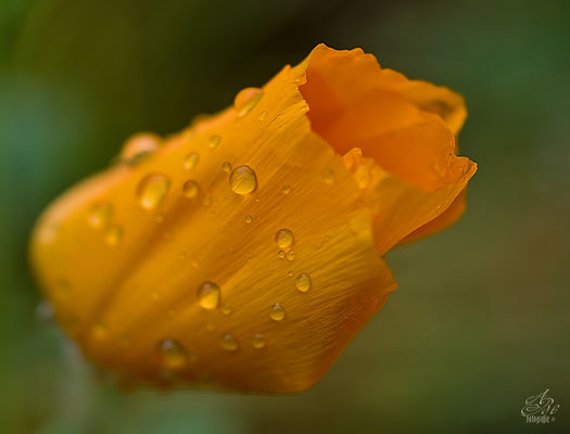 Goldmohn nach dem Regen  -Juli14-