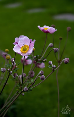 Herbst-Anemone im Sommer  -August14-