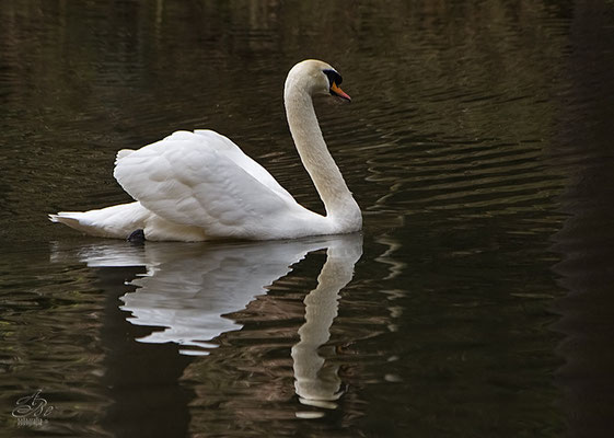 Der *einsame* Schwan im Hülsenbecker Tal  -April14-