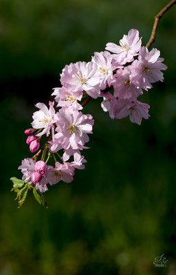 Japanische Zierkirsche  -April15-