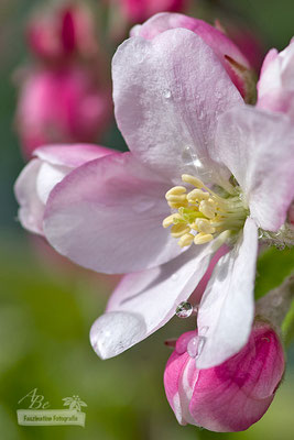 Apfelblüte nach dem Regen  -April15-