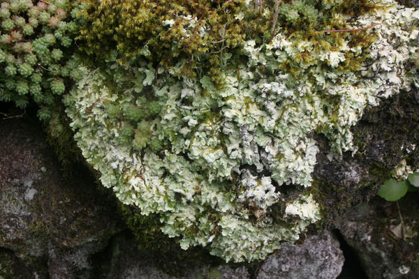 Korstmos / Flechten / Liquen