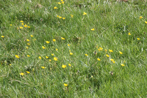 boterbloem / Butterblume / Ranunculus