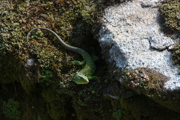 parelhagedis