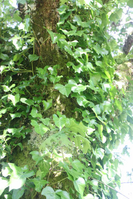 Klimop / Efeu / Hiedra Comun