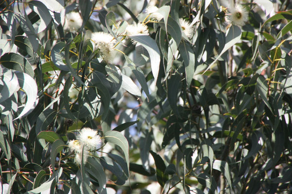 Eukalyptusbloemen / Eukalyptusblüten /Flores de Eucalipto
