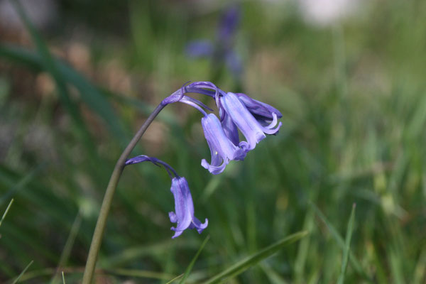 Wilde Hyacint / Spanisches Hasenglöckchen / Jacinto de los Bosques