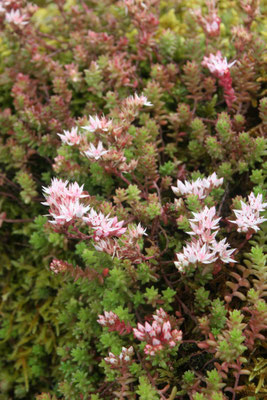 Vetkruid / Englische Fetthenne / Herba de pedra