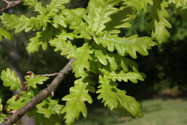 Eikenblad / Eichenblatt / Hoja de Roble