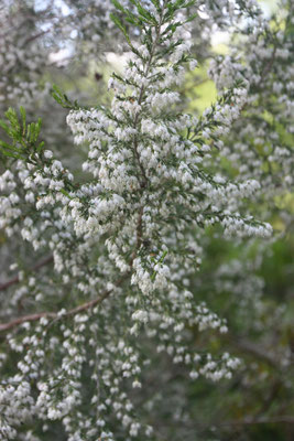 Erica Lusitanica / Portugiesische Heide  / Brezo de Portugal