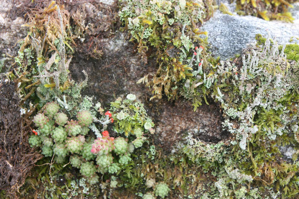 Vetkruid / Englische Fetthenne / Herba de pedra