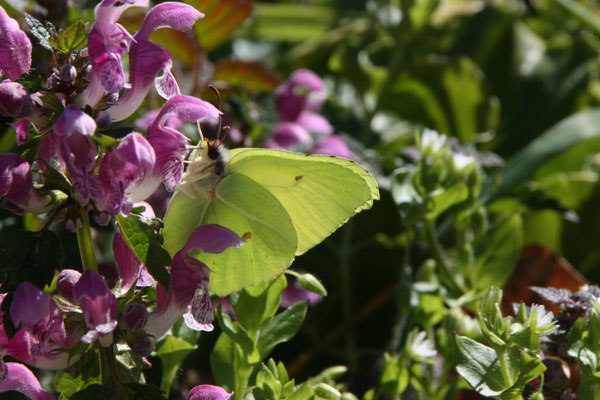 Citroenvlinder