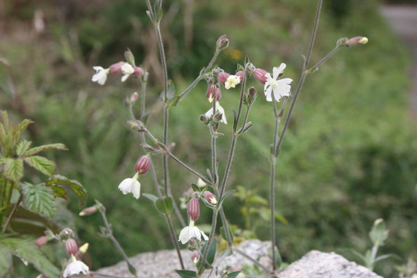 Avondkoekoeksbloem / Nachtnelke / Colleja