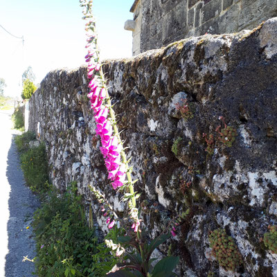 Digitalis groeit in de muur