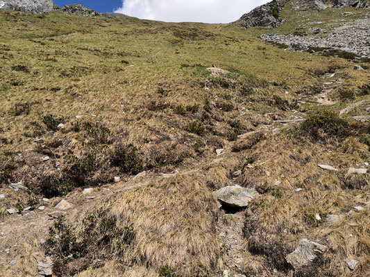 Murmeltier vor dem Eingang seines Baues