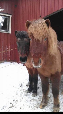 Thor och Faxi