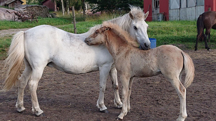 Tamlin med mamma Hetja