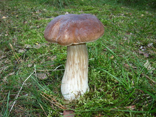 Wer diesen Pilz zubereitet, macht nichts falsch: Der Steinpilz gehört zu den wertvollsten Speisepilzen. Foto: NABU/Peter Riemer