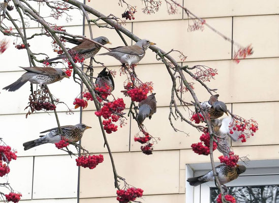 Wacholderdrosseln fressen Vogelbeeren.