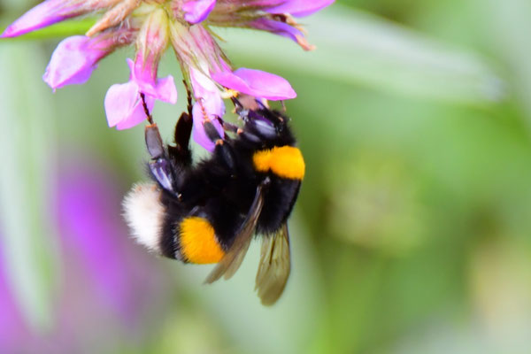 Dunkle Erdhummel. Foto: Andre Fischer/naturgucker.de