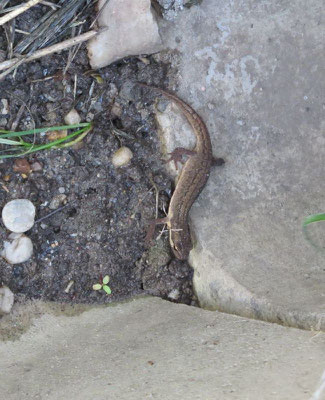 Nach der Instandsetzung konnte auch dieser Teichmolch die Amphibienleiteinrichtung wieder problemlos nutzen.</p>Foto: Karsten Peterlein