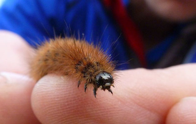 Raupen des Bärenspinners hatten wir auf der Wiese auch im vorigen Jahr schon gefunden.