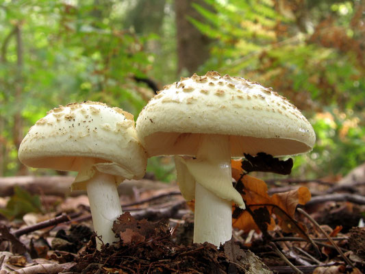 Sie sehen sehr schön aus und spielen im Ökosystem eine wichtige Rolle, nur essen sollte man sie nicht: Dieser Gelbe Knollenblätterpilz gehört nicht zu den Speisepilzen. Foto: NABU/Jürgen Eggers