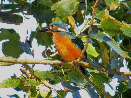 Nach einiger Zeit setzte er sich auf einen höheren Ast am gegenüberliegenden Ufer und ein paar Sonnenstrahlen haben ihn in voller Farbenpracht gezeigt.</p>Foto: NABU Leipzig