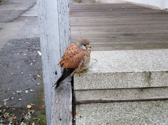 Dieser Turmfalke kam mangelernährt in die Wildvogelhilfe.