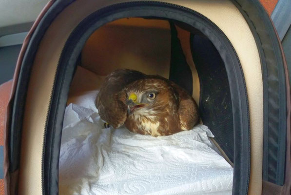 Dieser Mäusebussard wurde zur Behandlung in die Vogelklinik der Universität gebracht.