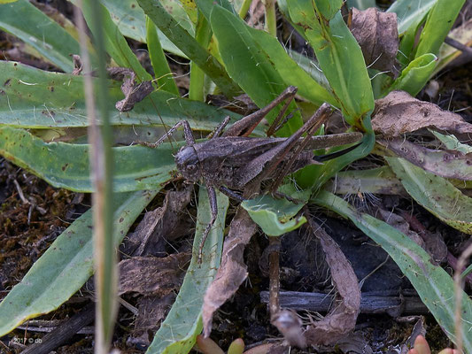 Eine weitere Vertreterin der Langfühlerschrecken ist die Westliche Beißschrecke (Platycleis albopunctata). Hier ist sehr gut zu sehen, wie die Tiere farblich an die Umgebung angepasst sind.</p>Foto: Detlef Bischoff