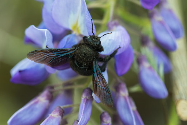 Blaue Holzbiene. Foto: NABU/Leo/fokus-natur.de