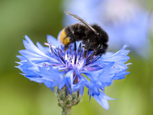 Steinhummel