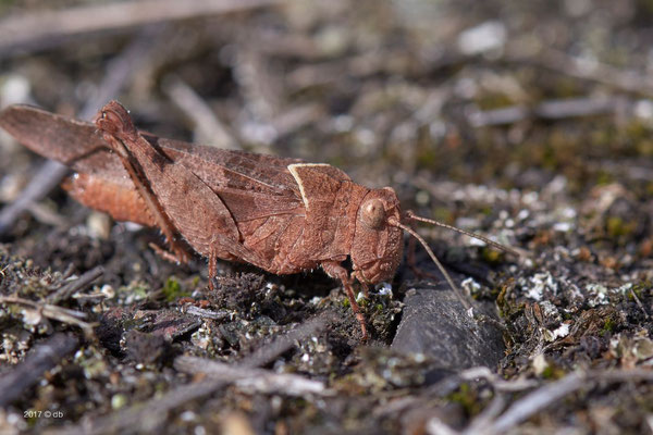 Überraschend ist die farbliche Vielfalt, mit welcher die Blauflügelige Ödlandschrecke (Oedipoda caerulescens) auftritt und bei der Exkursion zu sehen war - hier eine braune Farbvariante.</p>Foto: Detlef Bischoff