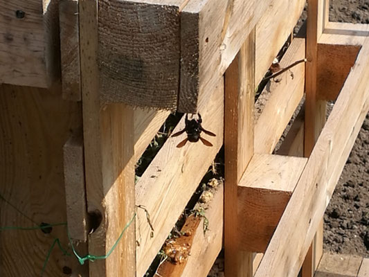 Die Blaue Holzbiene Nabu Leipzig