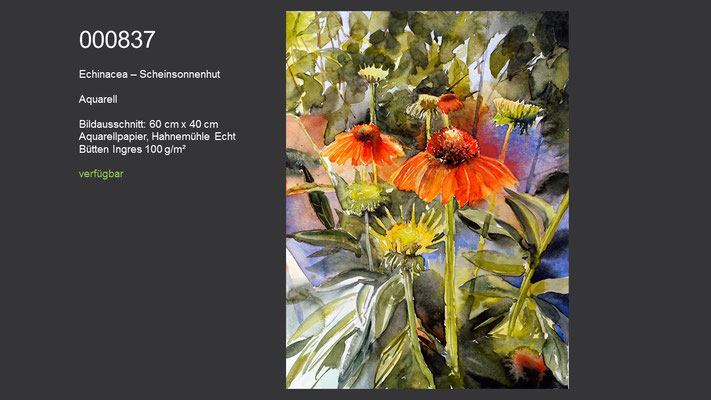 837 / Aquarell / Echinacea - Scheinsonnenhut; 60 cm x 40 cm; verfügbar