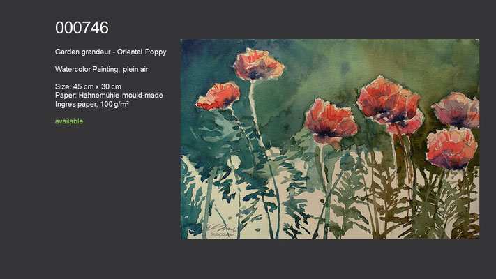 746 / Garden grandeur - Oriental Poppy, Watercolor painting, plein air, 45 cm x 30 cm; available