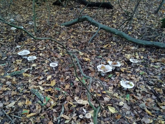Hexenring