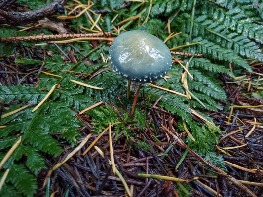 Blauer Träuschling (STROPHARIA CAERULEA)