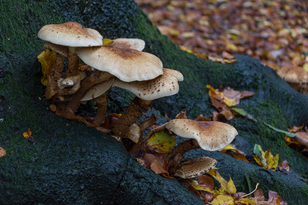Sparriger Schüppling (Pholiota squarrosa) ?