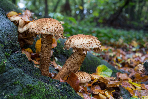 Sparriger Schüppling (Pholiota squarrosa) ?