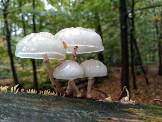 Buchenschleimrübling (Oudemansiella mucida)